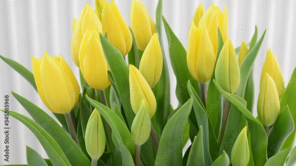 Timelapse of a bunch of yellow tupils under natural sunlight Timelapse of a bunch of yellow tupils under natural sunlight