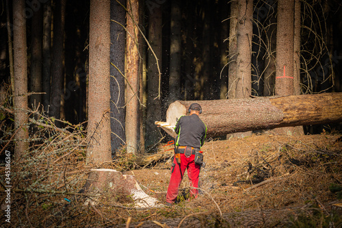 Photos lumberjack in the forest, chainsaw cuts down trees infested with bark beetles