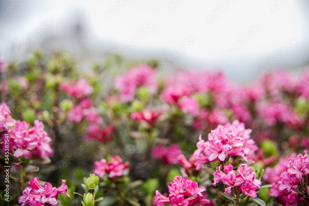 Fototapeta premium pink flowers in the alps