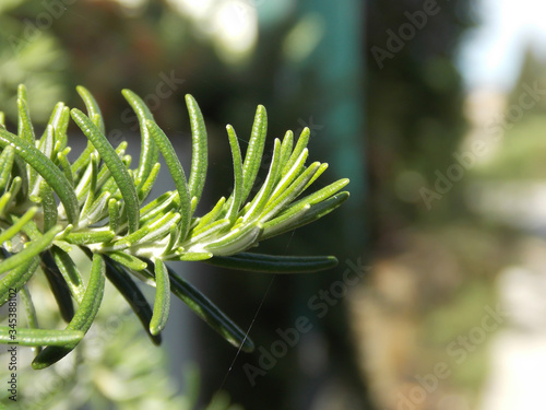 Beautiful Green Rosemary Plant Close-up