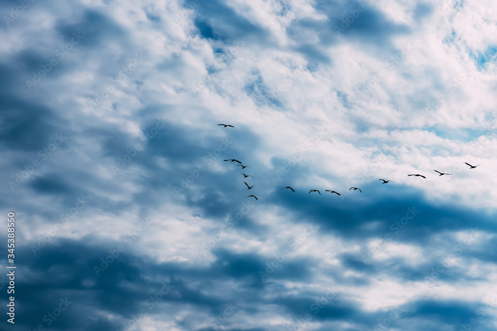 A flock of geese in the blue sky with white clouds. A school of birds ...