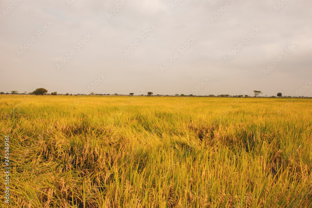 Fototapeta premium Rice plantation in ecuador ready to harvest