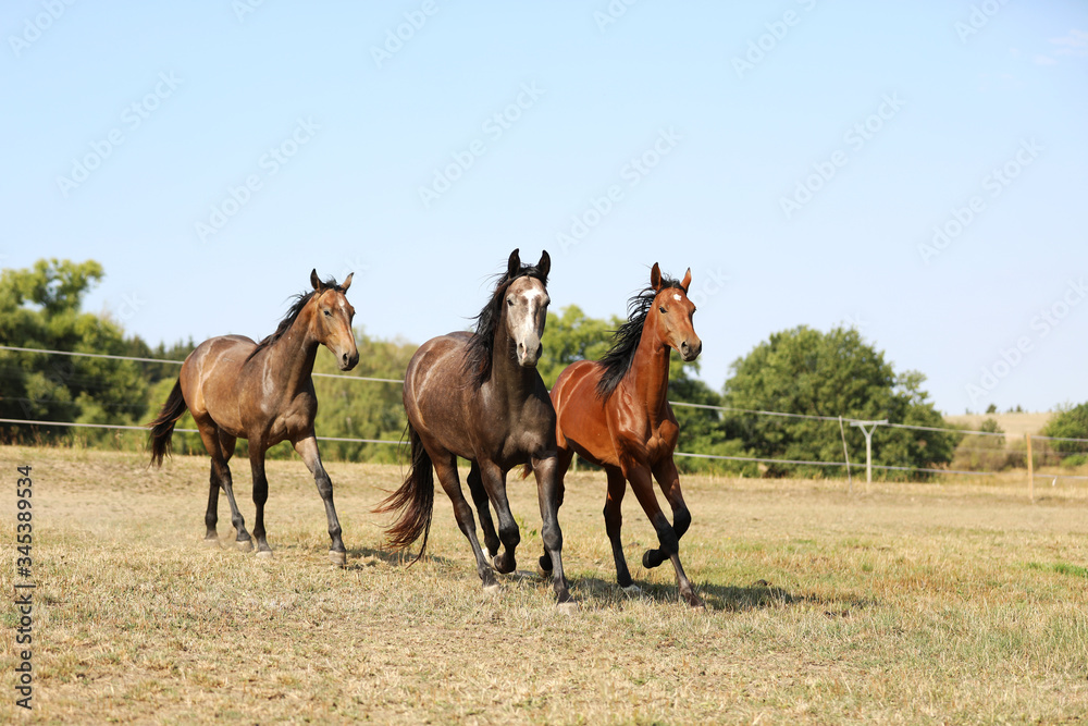 Three young stallions on pasture in sunny summer day. Galloping through meadow.