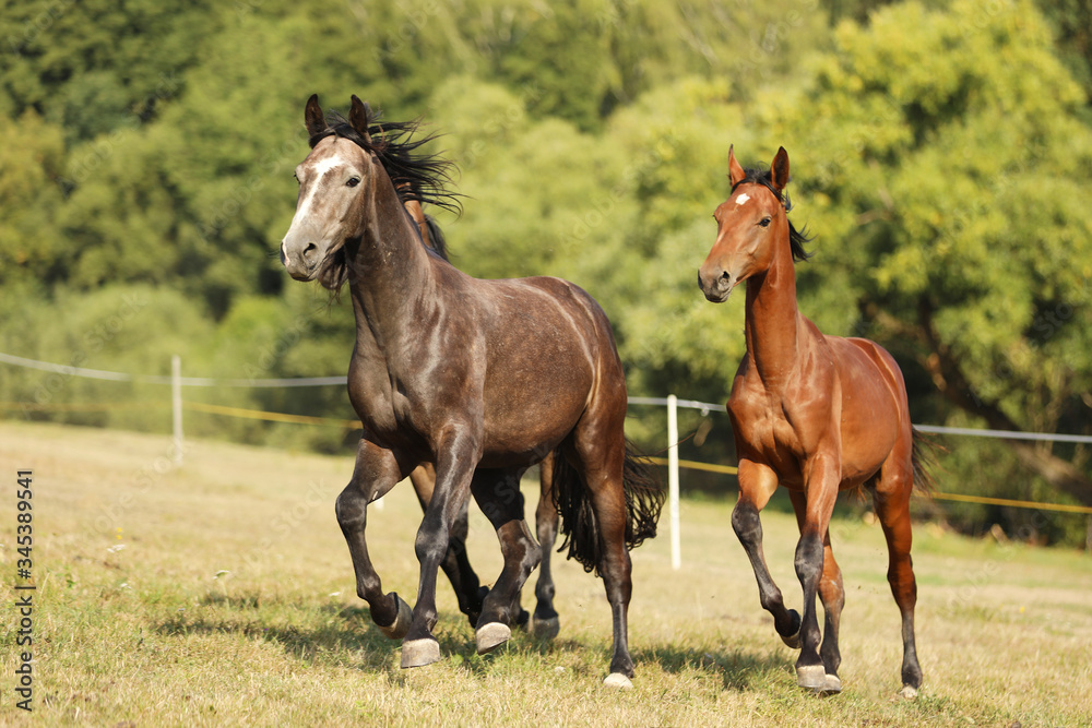 Three young stallions galloping on pasture in sunny summer day. Breed for sport showjumping Three young stallions galloping on pasture in sunny summer day. Breed for sport showjumping