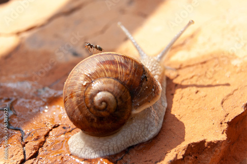 A snail with an ant on its back creeps on a brick wall