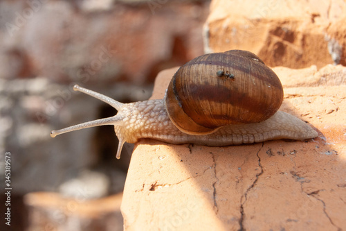A snail with an ant on its back creeps up to the edge of a brick wall