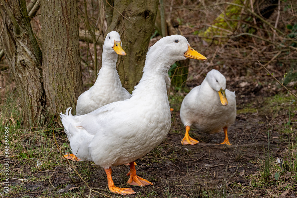 Heavy white pekin ducks running towards the camera