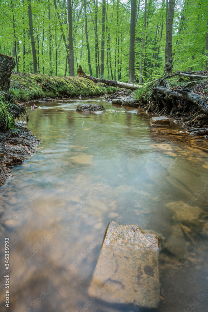Obraz premium stream in the forest