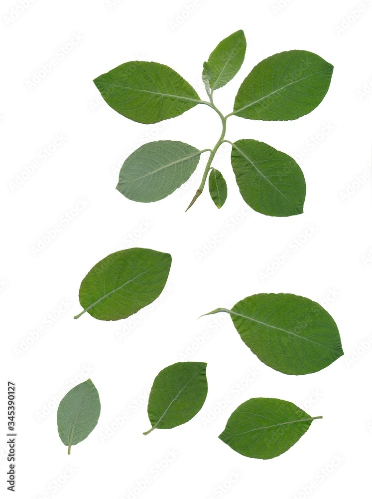 green leaves of SALIX CAPREA tree isolated green leaves of SALIX CAPREA tree isolated
