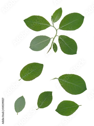 green leaves of SALIX CAPREA tree isolated