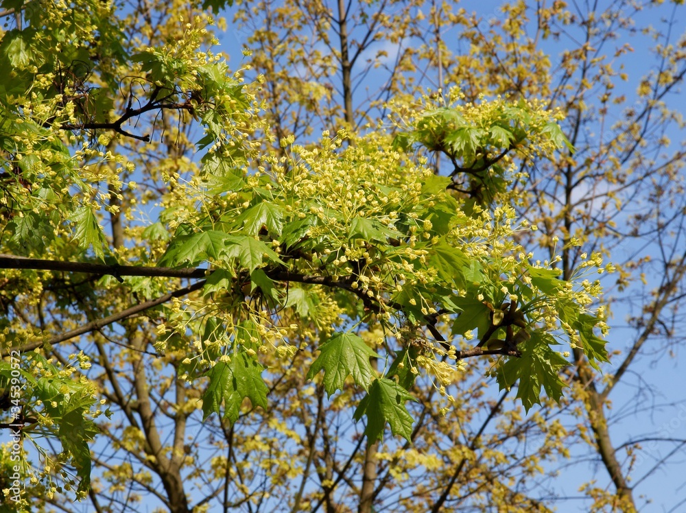 Obraz premium small yellow flowers of maple tree at spring close up
