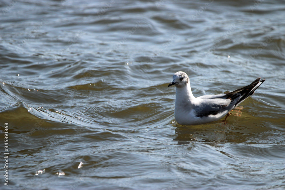 Bonaparte Gull Migrating to Canada Bonaparte Gull Migrating to Canada