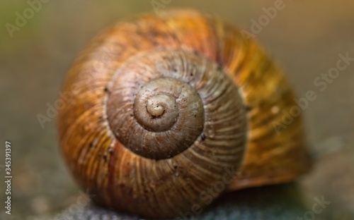 Closeup of the spiral of a snail shell, Helix pomatia