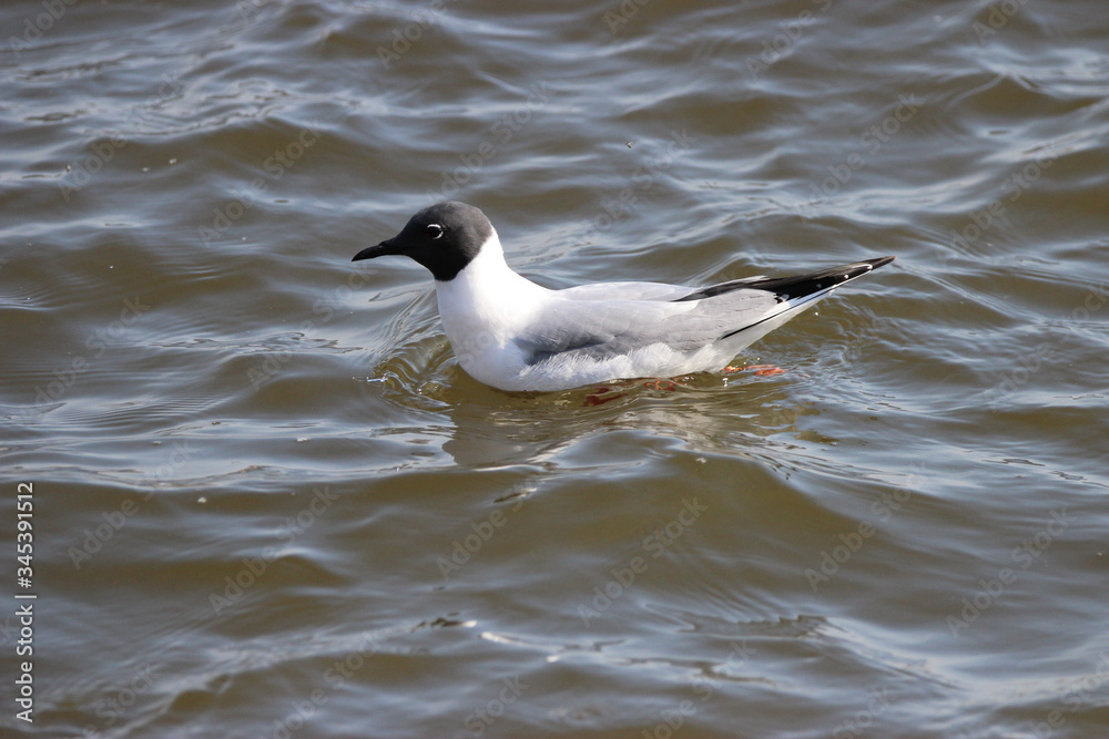 Bonaparte Gull Migrating to Canada Bonaparte Gull Migrating to Canada