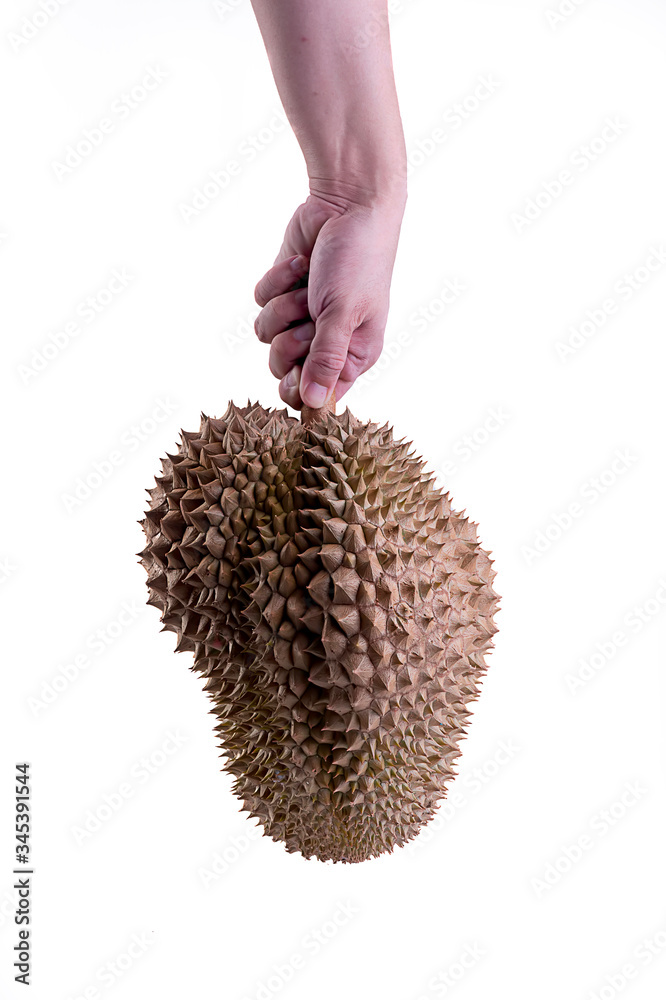 Hand carrying a large fresh durian
Hand carrying a large fresh durian