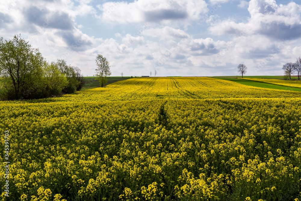 Wiosenne Podlasie. Wiosna w Dolinie Narwi. Podlaskie wierzby, Polska Wiosenne Podlasie. Wiosna w Dolinie Narwi. Podlaskie wierzby, Polska