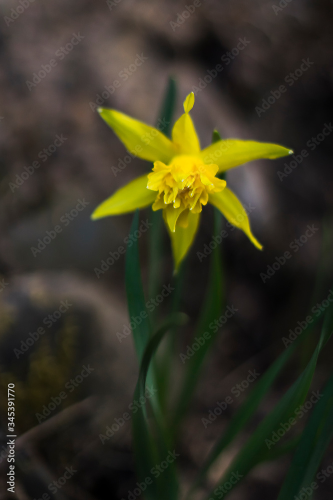 Obraz premium yellow iris flower on dark background