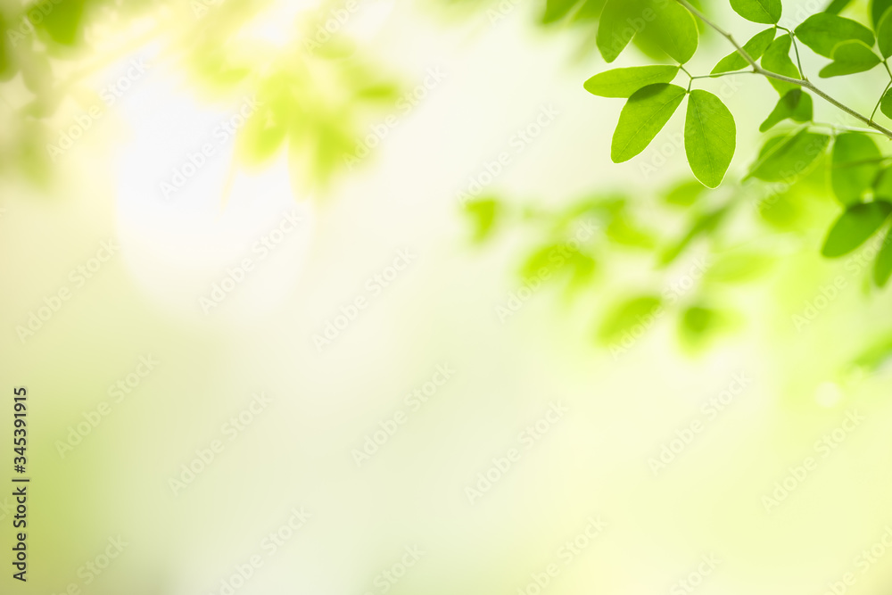 Beautiful nature view green leaf on blurred greenery background under sunlight with bokeh and copy space using as background natural plants landscape, ecology wallpaper concept. Beautiful nature view green leaf on blurred greenery background under sunlight with bokeh and copy space using as background natural plants landscape, ecology wallpaper concept.
