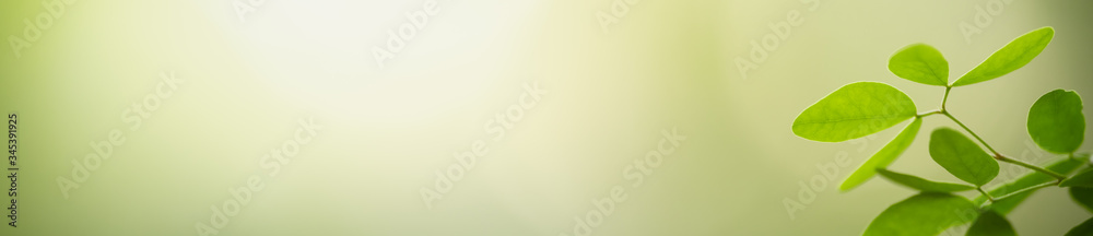 Closeup beautiful nature view of green leaf on blurred greenery background in garden with copy space using as background natural green plants landscape, ecology, fresh wallpaper cover concept. Closeup beautiful nature view of green leaf on blurred greenery background in garden with copy space using as background natural green plants landscape, ecology, fresh wallpaper cover concept.