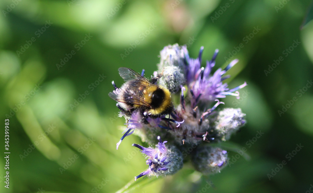 Bombus cryptarum, also know as the cryptic bumblebee Bombus cryptarum, also know as the cryptic bumblebee