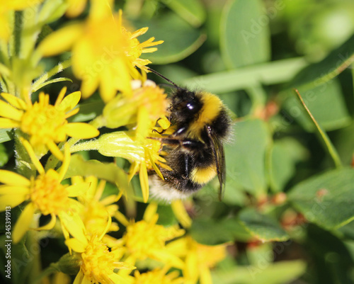 Bombus cryptarum, also know as the cryptic bumblebee