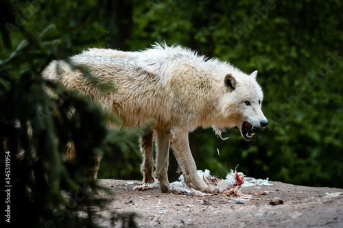 Arctic wolf