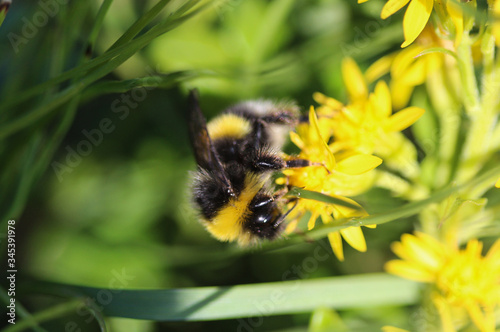Obraz na plátně Bombus cryptarum, also know as the cryptic bumblebee