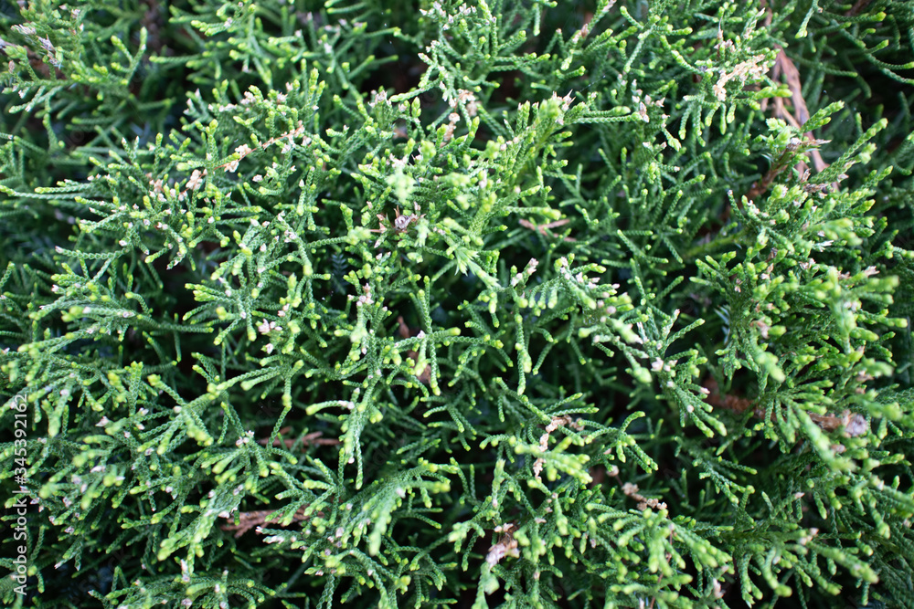 Green Hedge Cedar Closeup Abstract Background Texture Green Hedge Cedar Closeup Abstract Background Texture