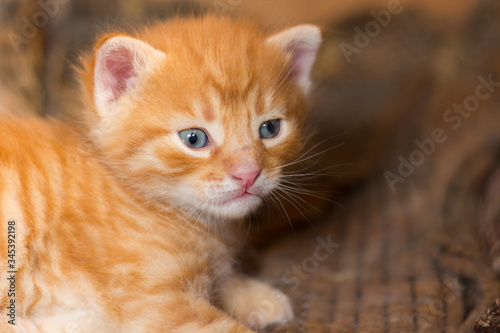 homeless little fluffy gray kitten with blue eyes © Alexandr