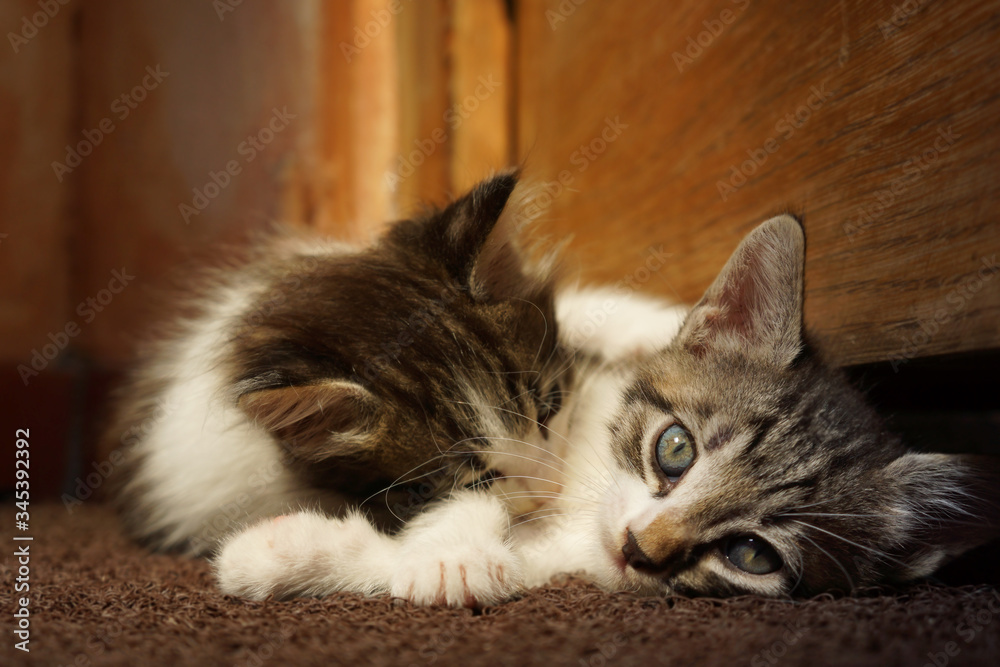 Two cute kittens with white fur playing on the floor at home. Two cute kittens with white fur playing on the floor at home.