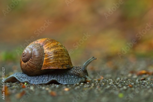 Edible snail on a rainy evening, Helix pomatia © Martin