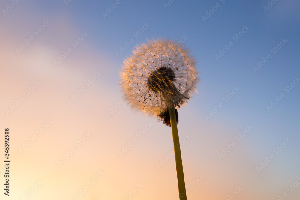 A dandelion photographed from a low angle showing details of the seeds glowing pink at sunset.