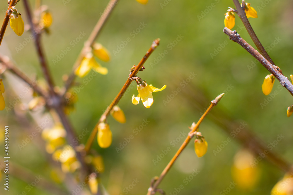 Yellow Bush flower. Beautiful forsythia against the blue sky. Yellow Bush flower. Beautiful forsythia against the blue sky.