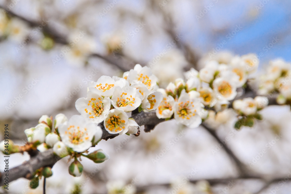 cherry blossom in spring