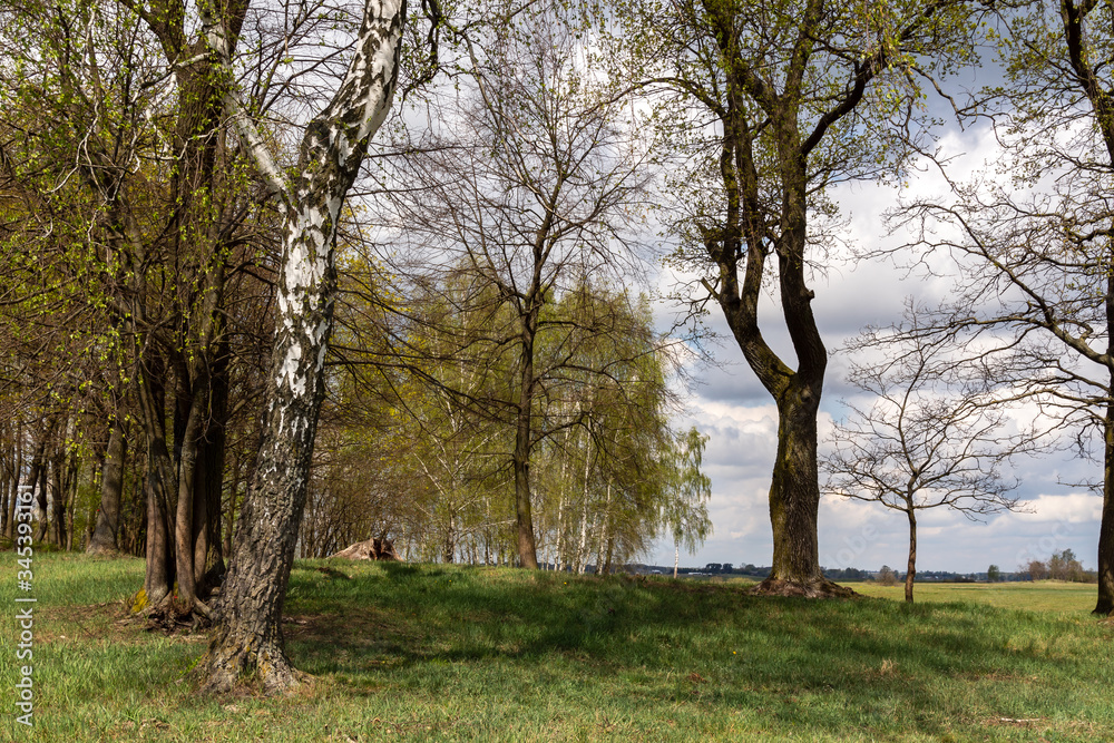 Wiosenne Podlasie. Wiosna w Dolinie Narwi. Podlaskie wierzby, Polska Wiosenne Podlasie. Wiosna w Dolinie Narwi. Podlaskie wierzby, Polska