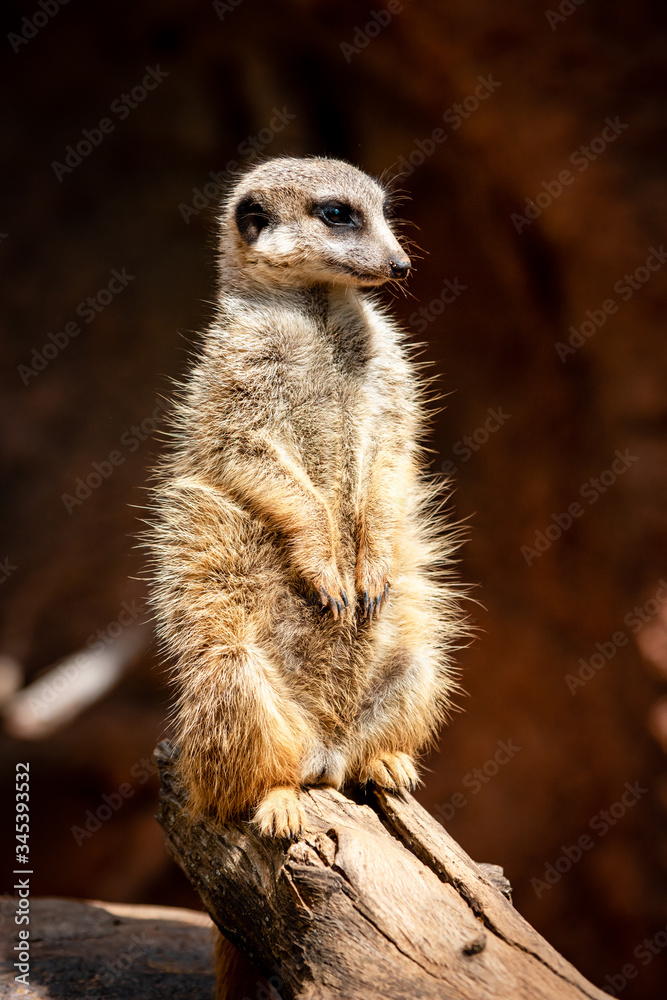 Fototapeta premium meerkat 