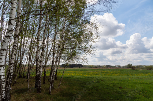 Fototapeta Naklejka Na Ścianę i Meble -  Wiosenne Podlasie. Wiosna w Dolinie Narwi. Podlaskie wierzby, Polska
