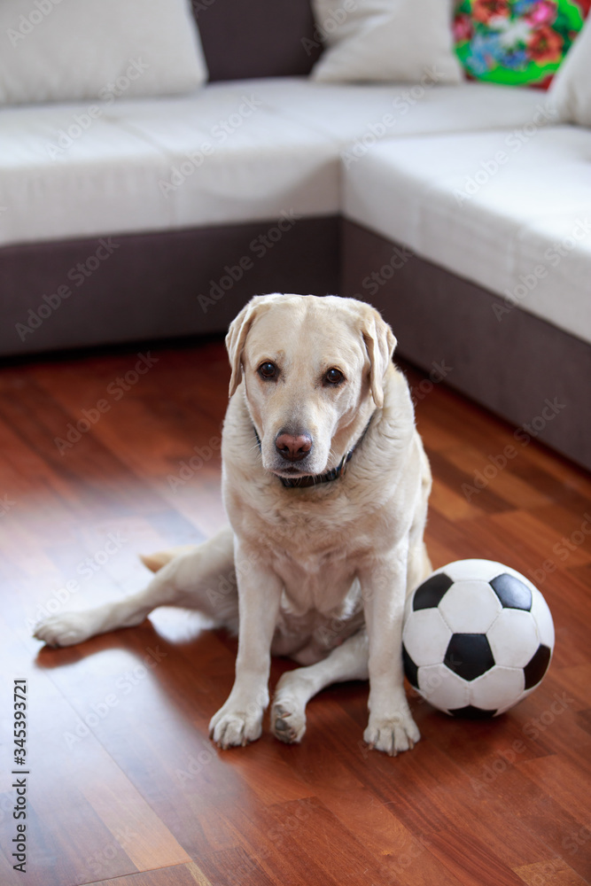 Fototapeta Pies rasy Labrador Retriever