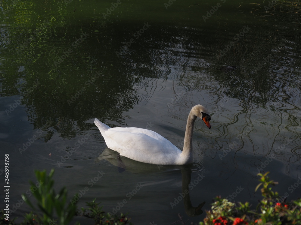Obraz premium cisne blanco en lago