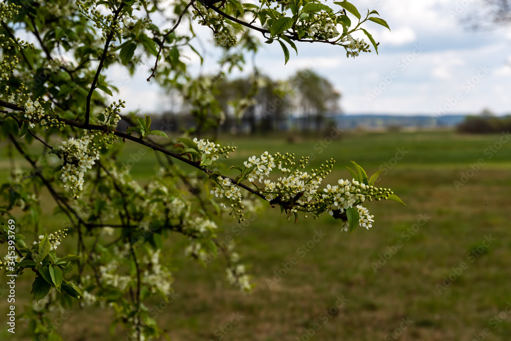 Wiosenne Podlasie. Wiosna w Dolinie Narwi. Podlaskie wierzby, Polska