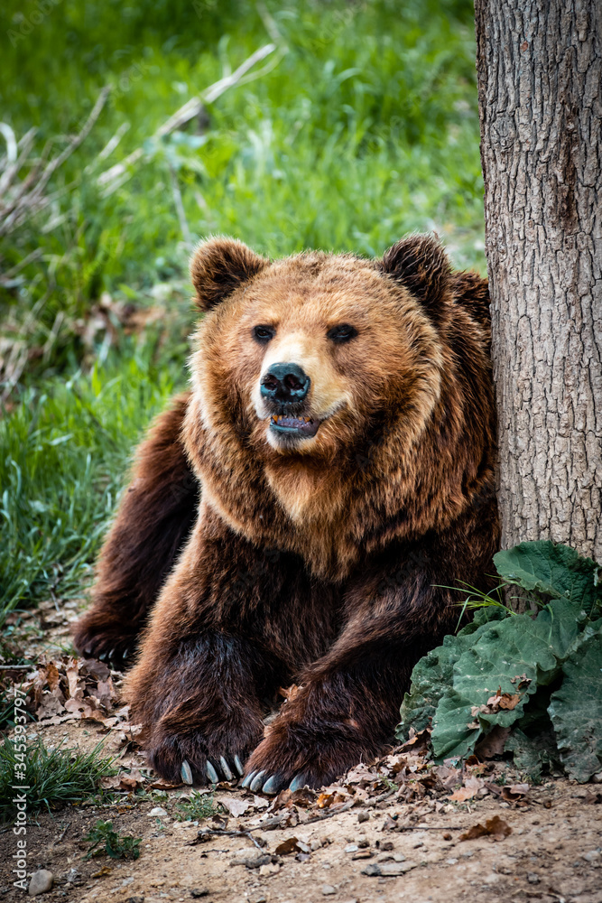 Fototapeta premium Kamchatka brown bear