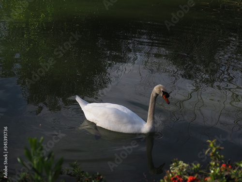 cisne blanco en lago