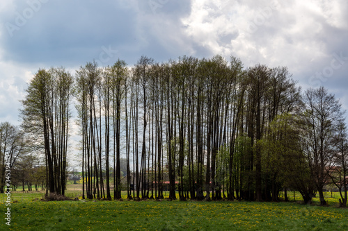 Fototapeta Naklejka Na Ścianę i Meble -  Wiosenne Podlasie. Wiosna w Dolinie Narwi. Podlaskie wierzby, Polska
