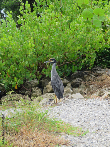 Yellow Crowned Night Heron Ding Darling Sanibel Florida photo