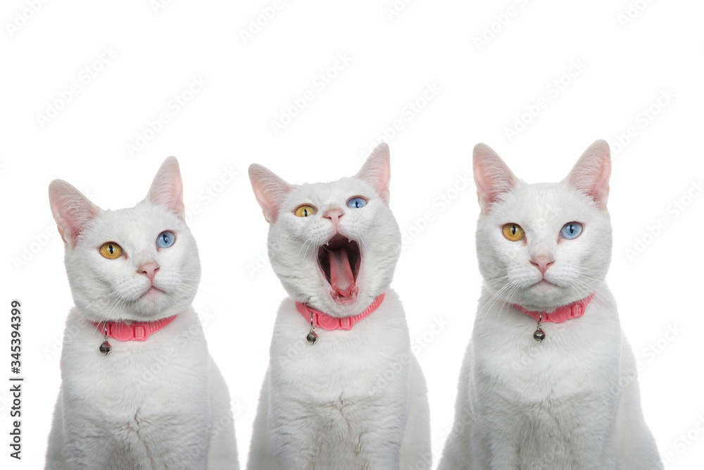 Close up portrait of 3 white cats with heterochromia, odd eyes, wearing a pink collars with bells. Three different expressions.