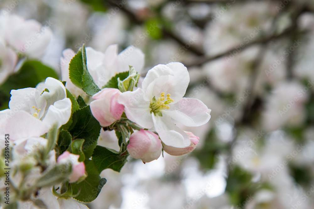 Apple tree blooming in spring Apple tree blooming in spring