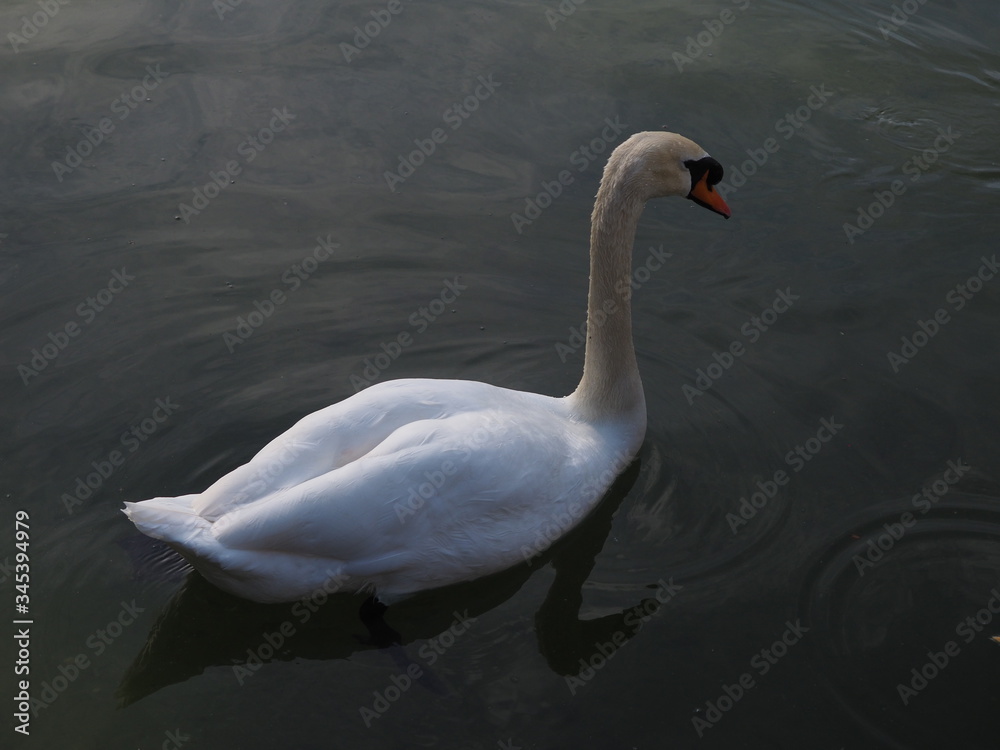 Obraz premium cisne blanco en lago