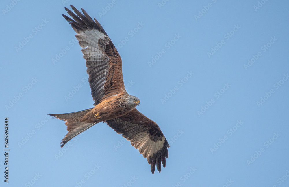 Fototapeta premium Roter Milan