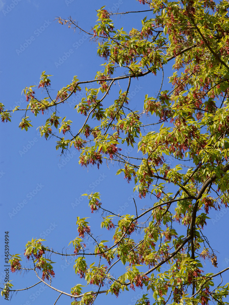 box elder tree with flowers and winged seeds close up box elder tree with flowers and winged seeds close up