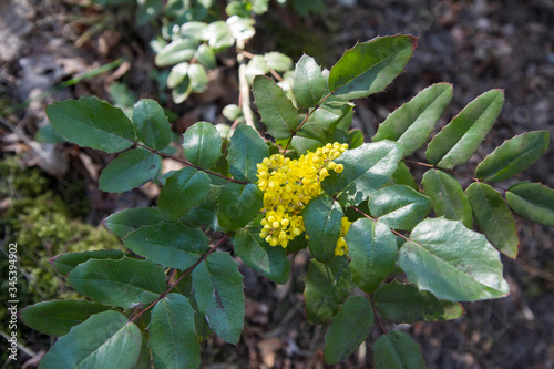 Mahonia aquifolium shrub blooming in a forest